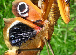 Deroplatys desiccata – modliszka liść*