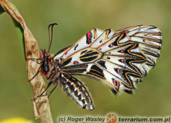 Papilionidae – paziowate