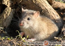 Rattus norvegicus – szczur wędrowny