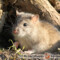 Rattus norvegicus – szczur wędrowny