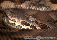 Acrantophis dumerili – boa Dumerila