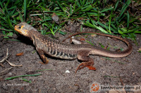 Leiolepis belliana – agama motylowa