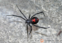 Latrodectus mactans – czarna wdowa