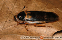 Blaptica dubia – karaczan argentyński