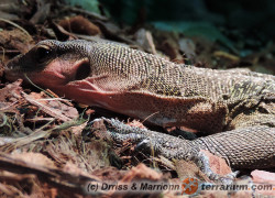 Varanus jobiensis