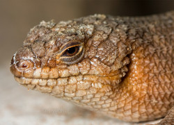 Egernia stokesii