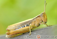 Orthoptera – prostoskrzydłe