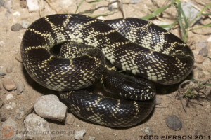 Lampropeltis getula – lancetogłów królewski