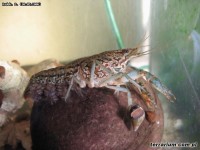 Procambarus fallax forma virginalis – rak marmurkowy