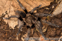 Aphonopelma aberrans – ptasznik