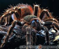 Acanthoscurria theraphosoides – ptasznik