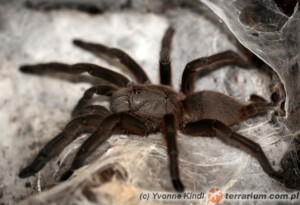 Chilobrachys andersoni – ptasznik