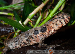 Shinisaurus crocodilurus – jaszczurka krokodylowa, chińska jaszczurka krokodylowa*