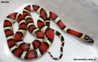 Pantherophis guttatus x Lampropeltis triangulum campbelli – Pueblacorn