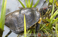 Trachemys scripta elegans – żółw czerwonolicy