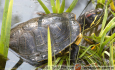 Trachemys scripta elegans – żółw czerwonolicy