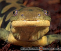 Ambystoma tigrinum – ambystoma tygrysia