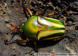 Eudicella gralli – kruszczyca paskowana