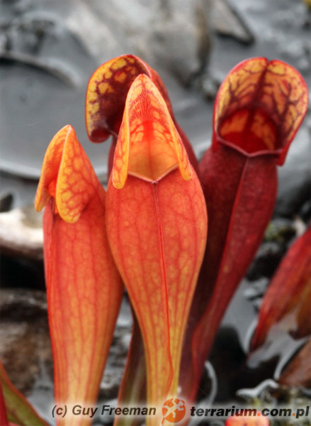 Sarracenia purpurea - kapturnica purpurowa