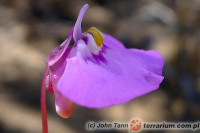 Utricularia spp. – pływacze