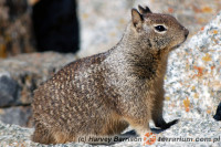 Spermophilus – susły