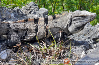 Ctenosaura similis – legwan czarny