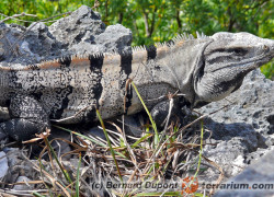 Ctenosaura similis – legwan czarny