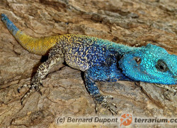 Acanthocercus atricollis – agama niebieskogłowa, agama niebieskogardła