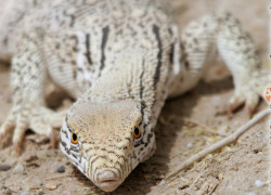 Varanus griseus – waran szary