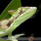 Laemanctus serratus – Hełmogwan koroniasty