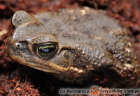 Rhinella marina – ropucha aga