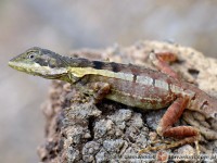 Tropicagama temporalis