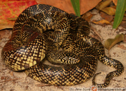 Lampropeltis floridana – lancetogłów florydyjski