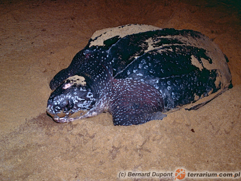 Dermochelys coriacea - żółw skórzasty - samica składająca jaja