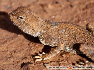 Trapelus mutabilis – agama pustynna, agama niebieskogardła*