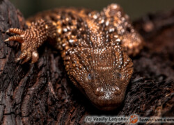 Lanthanotus borneensis – waran głuchy*