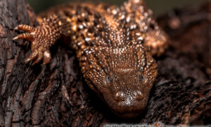 Lanthanotus borneensis – waran głuchy*