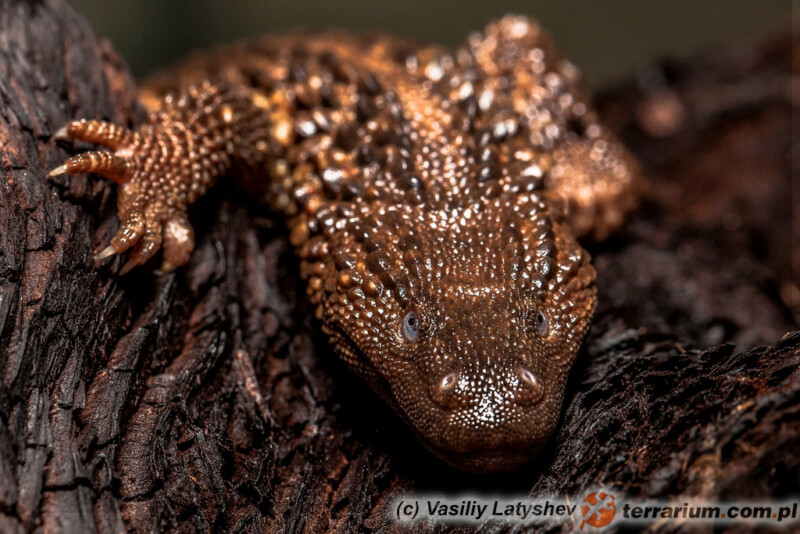 Lanthanotus borneensis - waran bezuchy*