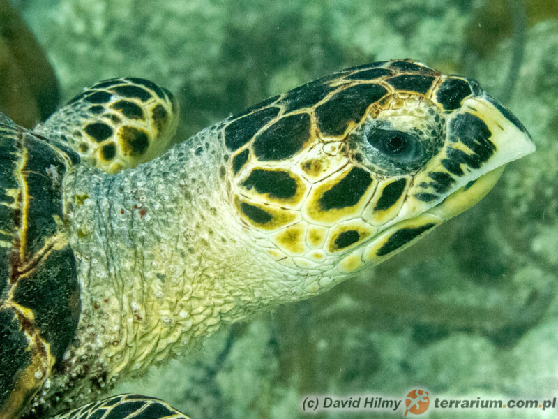 Eretmochelys imbricata - żółw szylkretowy