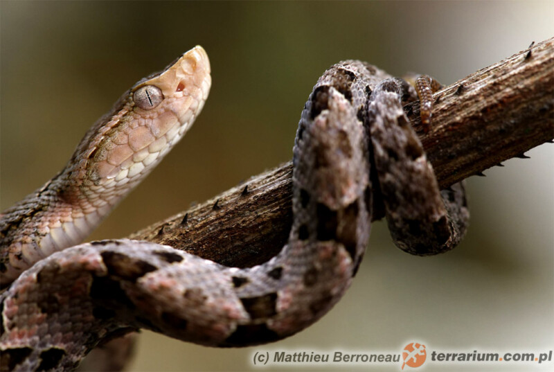 Bothrops asper