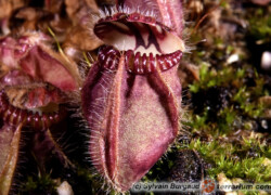 Cephalotus follicularis – cefalotus bukłakowaty