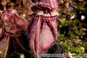 Cephalotus follicularis – cefalotus bukłakowaty