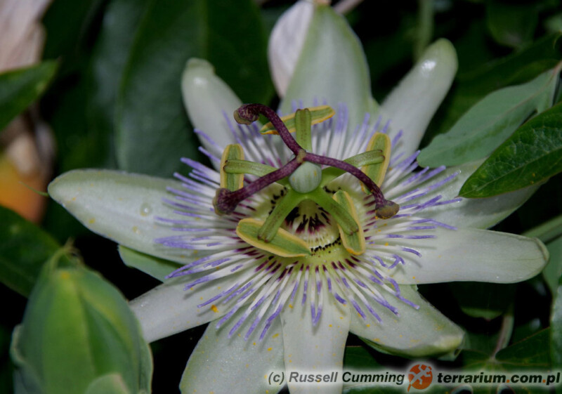 Passiflora caerulea - męczennica błękitna