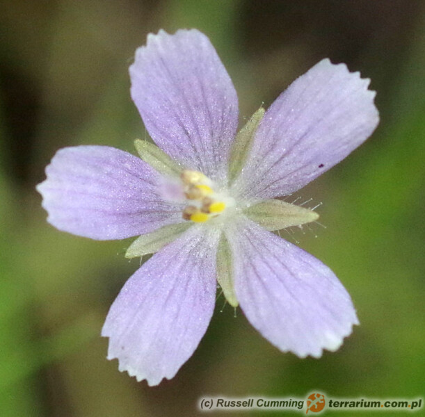 Byblis liniflora