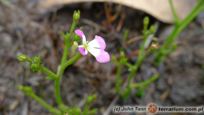 Stylidium sp.