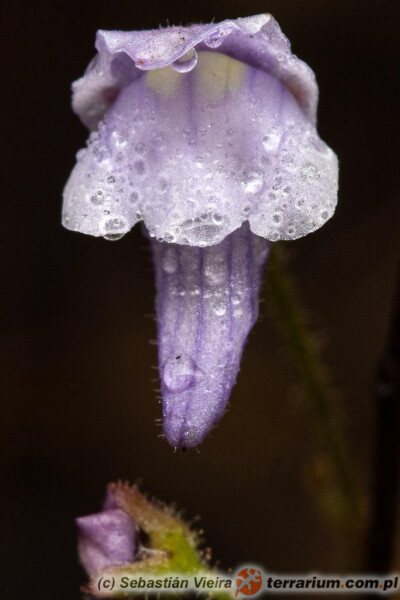 Genlisea multiflora A. Fleischm