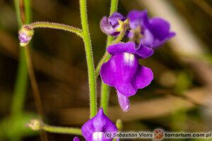 Genlisea sp. – żenlisea