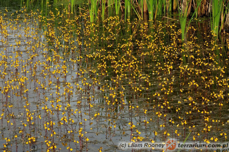 Utricularia vulgaris