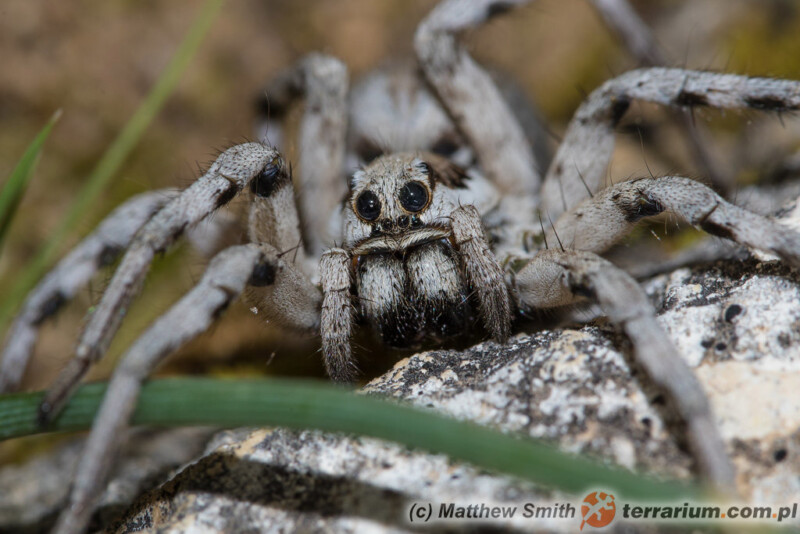 Lycosa praegrandis