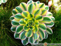 Aeonium – aeonium